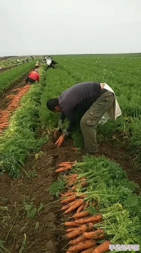 拔萝卜：农民们在丰收季节齐心协力，分享经验与技巧，共同迎接更好的收成和未来的挑战