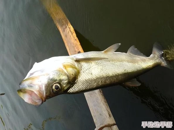 小泥鳅滑溜溜妈妈让我去买酒，结果我在路上遇到了意想不到的惊喜和挑战，让我大开眼界