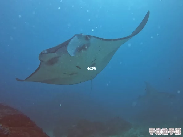 manta haya177773kino的功能介绍及其在现代科技中的应用与发展进展分析