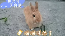 老师的大白兔真好玩啊——认识大白兔糖的历史、文化背景以及在中国零食中的独特地位和对年轻人的影响
