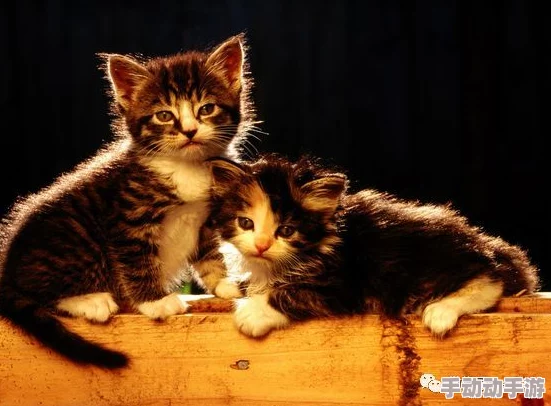 简隋英夹猫尾巴：探讨人类和动物之间的情感互动及其心理影响的现象分析