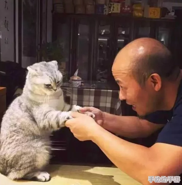 简隋英夹猫尾巴：探讨人类和动物之间的情感互动及其心理影响的现象分析