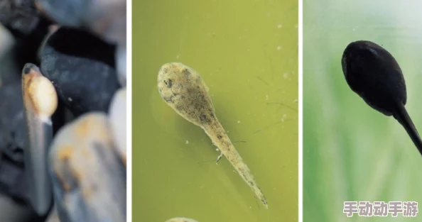 91九色蝌蚪91PORNV是一款提供多种成人内容的平台，旨在满足用户对不同类型视频的需求与观看体验