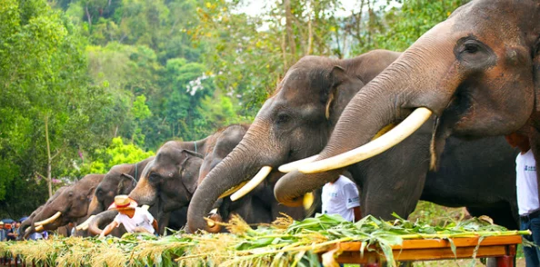 伊甸园大象乐园2022入口：传闻新添神秘动物，游客纷纷猜测背后故事引发热议！