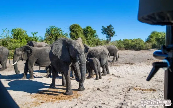伊甸园大象乐园2022入口：传闻新添神秘动物，游客纷纷猜测背后故事引发热议！