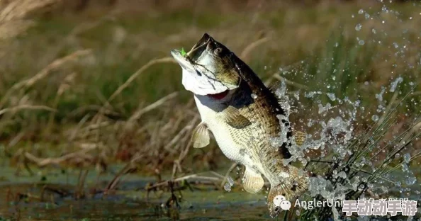 精准捕捉策略：揭秘鱼类生态习性，直击其生存弱点——高效捕鱼与智慧生存的启示录