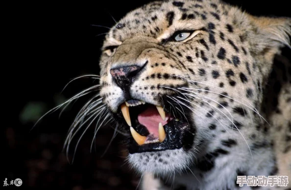 黑手道人:网友热议其背后的故事与影响,纷纷表达对这一现象的看法与思考,引发广泛讨论 黑手道人:网友热议其背后的故事与影响,纷纷表达对这一现象的看法与思考,引发广泛讨论