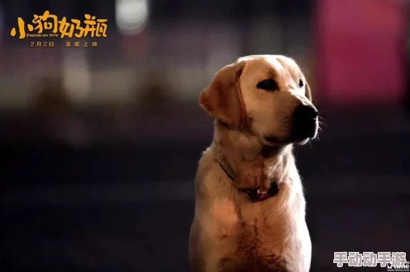 日本mindup狗狗意外发现竟能预测主人情绪,科学家震惊其潜在智能水平! 日本mindup狗狗意外发现竟能预测主人情绪,科学家震惊其潜在智能水平!