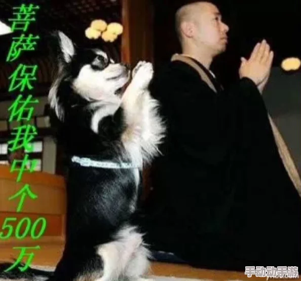 日本mindup狗狗意外发现竟能预测主人情绪,科学家震惊其潜在智能水平! 日本mindup狗狗意外发现竟能预测主人情绪,科学家震惊其潜在智能水平!