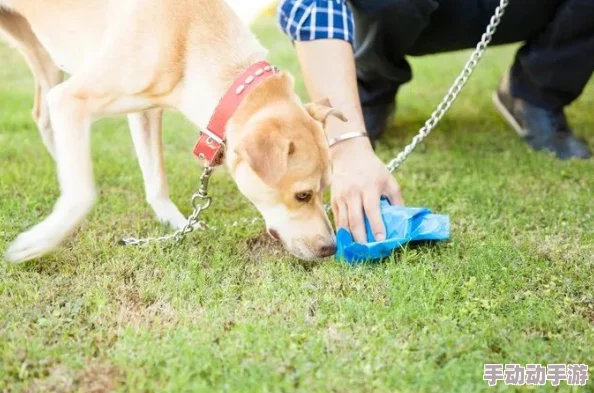狗狗东西又硬又长的原因，引发兽医圈内热议！专家称可能与饮食习惯和健康问题密切相关！