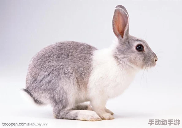 老师的小兔子真好听，课堂上小朋友们纷纷模仿兔子的叫声，气氛欢快热烈，增添了学习的乐趣与互动