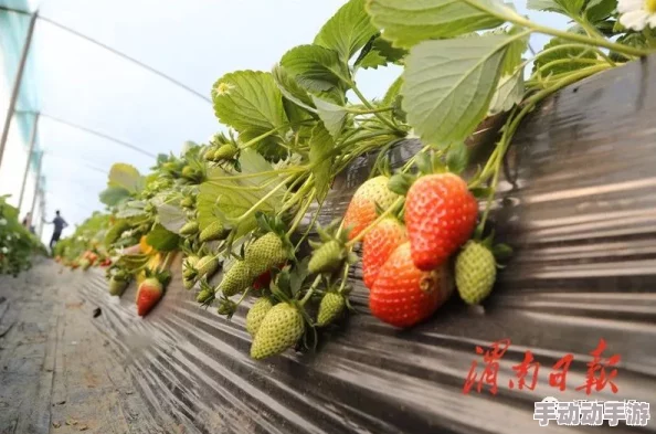 草莓视频高潮:最新动态揭示用户体验提升与内容多样化的趋势,吸引更多观众关注和参与 草莓视频高潮:最新动态揭示用户体验提升与内容多样化的趋势,吸引更多观众关注和参与