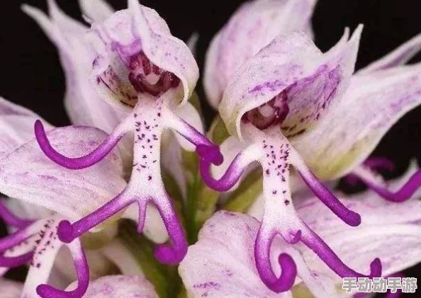 吮着她的花蒂尿最新消息近日,科学家发现了一种新型植物,其花朵具有独特的香味和形状,能够吸引特定种类的昆虫进行授粉,这项研究发表在《自然》杂志上 吮着她的花蒂尿最新消息近日,科学家发现了一种新型植物,其花朵具有独特的香味和形状,能够吸引特定种类的昆虫进行授粉,这项研究发表在《自然》杂志上