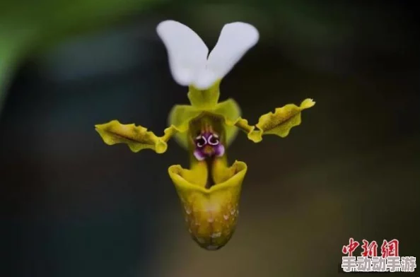 吮着她的花蒂尿最新消息近日,科学家发现了一种新型植物,其花朵具有独特的香味和形状,能够吸引特定种类的昆虫进行授粉,这项研究发表在《自然》杂志上 吮着她的花蒂尿最新消息近日,科学家发现了一种新型植物,其花朵具有独特的香味和形状,能够吸引特定种类的昆虫进行授粉,这项研究发表在《自然》杂志上