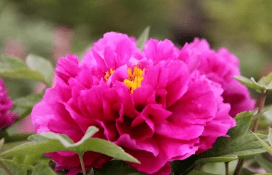 国产精品爱久久久鬓边不是牡丹红 国产精品爱久久久鬓边不是牡丹红