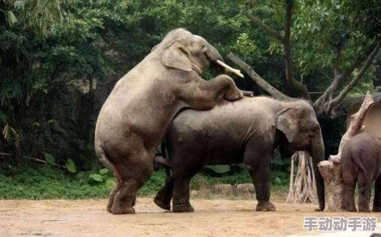 欧美人与动物性行为视频播放此类内容可能涉及法律和道德问题，请谨慎观看