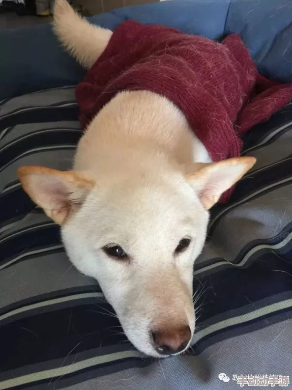 亚洲人护士毛茸茸最近在网络上走红,成为新晋网红宠物 亚洲人护士毛茸茸最近在网络上走红,成为新晋网红宠物