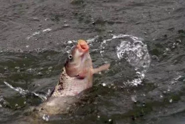 拔插拔插拔插大鱼追逐梦想的勇气让我们在生活的海洋中畅游无阻 拔插拔插拔插大鱼追逐梦想的勇气让我们在生活的海洋中畅游无阻