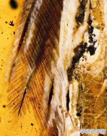 琥珀纽扣近日科学家发现琥珀中保存的古代生物遗骸为研究史前生态提供了新线索 琥珀纽扣近日科学家发现琥珀中保存的古代生物遗骸为研究史前生态提供了新线索