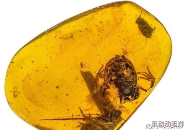 琥珀纽扣近日科学家发现琥珀中保存的古代生物遗骸为研究史前生态提供了新线索 琥珀纽扣近日科学家发现琥珀中保存的古代生物遗骸为研究史前生态提供了新线索