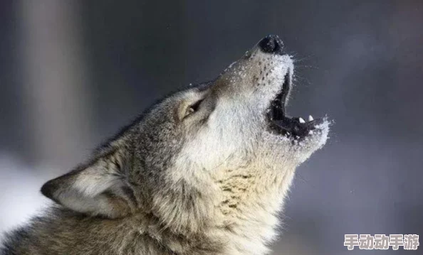 交配小说最新研究显示交配行为对物种繁衍的重要性不断被重视 交配小说最新研究显示交配行为对物种繁衍的重要性不断被重视