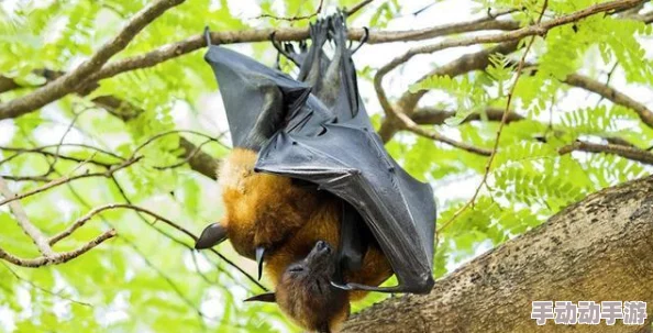 交配小说最新研究显示交配行为对物种繁衍的重要性不断被重视 交配小说最新研究显示交配行为对物种繁衍的重要性不断被重视