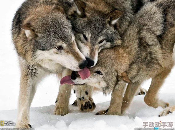 狼群社区视频www在线让我们一起传播正能量,共同创造美好未来 狼群社区视频www在线让我们一起传播正能量,共同创造美好未来