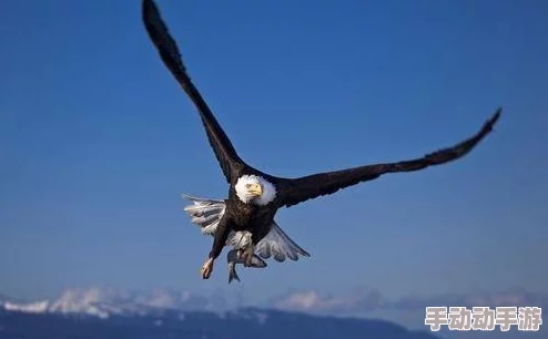 小柔h虎啸苍穹勇敢追梦展翅高飞创造美好未来 小柔h虎啸苍穹勇敢追梦展翅高飞创造美好未来