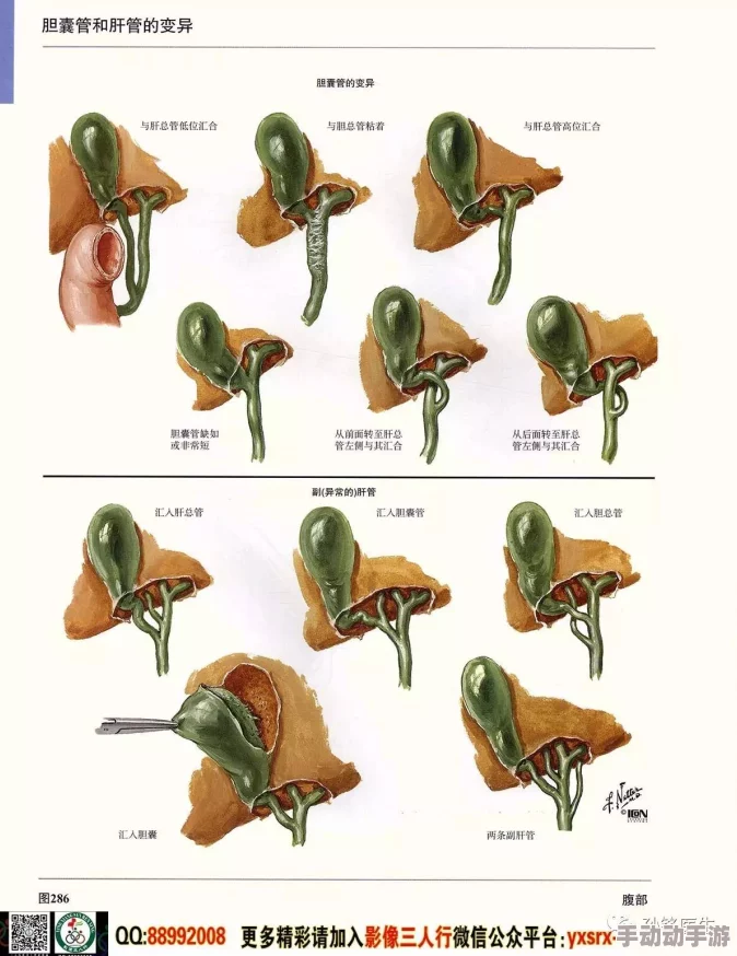 美鲍人体解剖学图谱新增高清3D模型及交互式学习功能 美鲍人体解剖学图谱新增高清3D模型及交互式学习功能