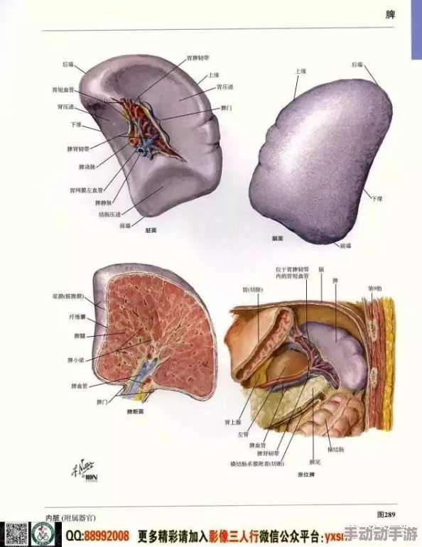美鲍人体解剖学图谱新增高清3D模型及交互式学习功能 美鲍人体解剖学图谱新增高清3D模型及交互式学习功能