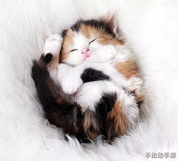 宝石猫:最新研究发现猫咪对音乐的反应与人类相似 宝石猫:最新研究发现猫咪对音乐的反应与人类相似