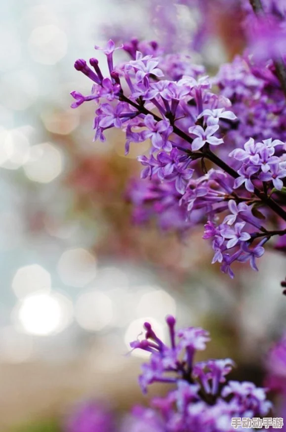 五月天色丁香让我们珍惜每一个美好瞬间,心怀感恩,勇敢追梦,共同创造更加美好的未来 五月天色丁香让我们珍惜每一个美好瞬间,心怀感恩,勇敢追梦,共同创造更加美好的未来