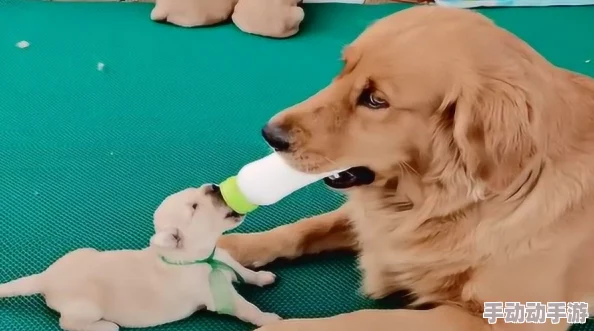 把受当宝宝一样养年上小奶狗受养成计划进行中已解锁换尿布技能 把受当宝宝一样养年上小奶狗受养成计划进行中已解锁换尿布技能