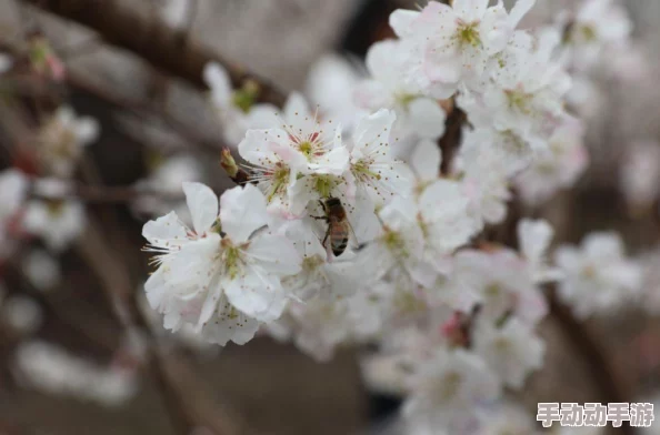 樱桃视频官网原名樱桃小视频现已更名为樱桃视频 樱桃视频官网原名樱桃小视频现已更名为樱桃视频