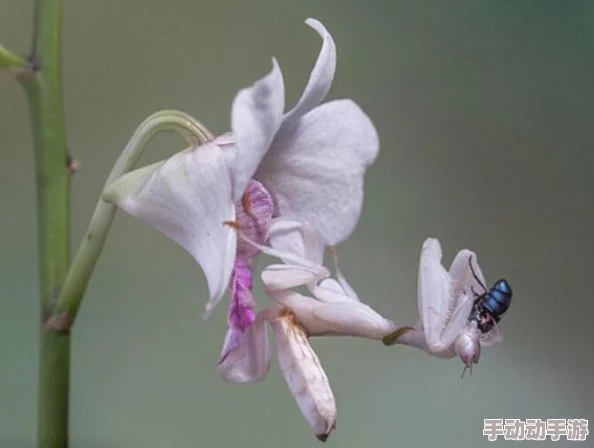 热门新游胜者为王:震撼翅膀系统大展示与解析 热门新游胜者为王:震撼翅膀系统大展示与解析