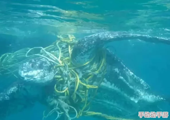 国外呦呦最新研究发现海洋塑料污染对海洋生物的影响比预期更严重