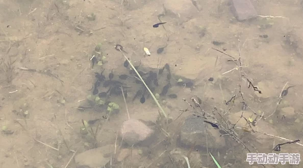 一个释放蝌蚪小蝌蚪们已安全抵达池塘开始新的生活 一个释放蝌蚪小蝌蚪们已安全抵达池塘开始新的生活