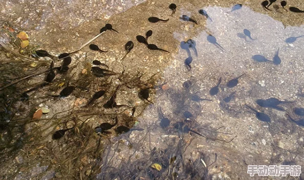 一个释放蝌蚪小蝌蚪们已安全抵达池塘开始新的生活 一个释放蝌蚪小蝌蚪们已安全抵达池塘开始新的生活