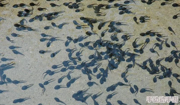 一个释放蝌蚪小蝌蚪们已安全抵达池塘开始新的生活 一个释放蝌蚪小蝌蚪们已安全抵达池塘开始新的生活