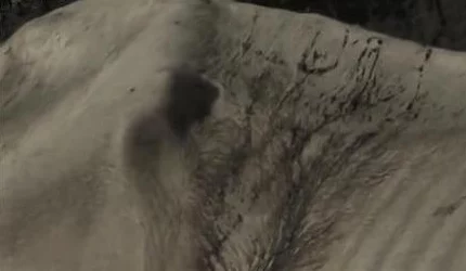 明日之后最新资讯:玩家热议马匹坐骑何时正式上线? 明日之后最新资讯:玩家热议马匹坐骑何时正式上线?