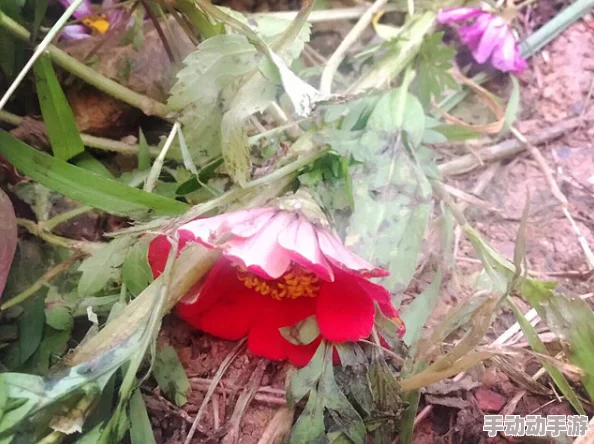 破苞乂性摘花画面优化及部分BUG修复 破苞乂性摘花画面优化及部分BUG修复