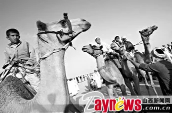 阿拉伯三级片免费看据传主演曾是骆驼比赛冠军而且片场伙食全是椰枣和烤肉 阿拉伯三级片免费看据传主演曾是骆驼比赛冠军而且片场伙食全是椰枣和烤肉