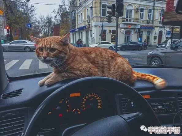 gb向纯车玩具听说最近圈内都在疯抢新款猫咪造型的