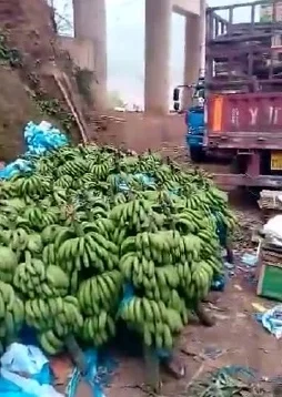 狠狠干香蕉因内容低俗已被平台下架 狠狠干香蕉因内容低俗已被平台下架