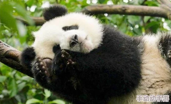 熊猫人手游:三大种族并肩激战,揭秘最新热门剧情背景 熊猫人手游:三大种族并肩激战,揭秘最新热门剧情背景