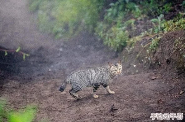 旅游途中换着玩经过听说小王和导游好像有点暧昧不清还偷偷去看日出 旅游途中换着玩经过听说小王和导游好像有点暧昧不清还偷偷去看日出