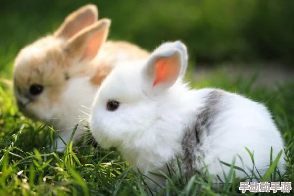 小兔子好大从衣服里跳出来据说其实是玩具兔整蛊节目效果而已还上了热搜 小兔子好大从衣服里跳出来据说其实是玩具兔整蛊节目效果而已还上了热搜