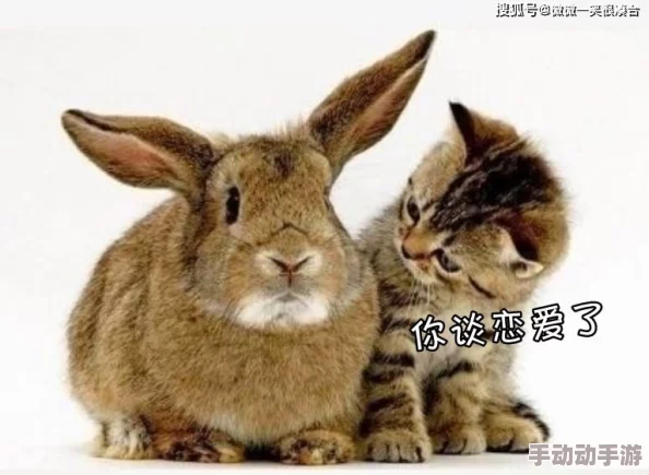 小兔子好大从衣服里跳出来据说其实是玩具兔整蛊节目效果而已还上了热搜 小兔子好大从衣服里跳出来据说其实是玩具兔整蛊节目效果而已还上了热搜