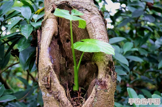 附生网友称其像空中花园般神奇展现了植物的生存智慧