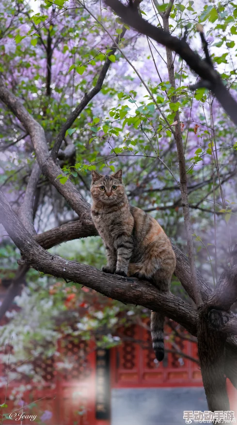 海棠车多肉香推荐古代据说作者是位深藏不露的美食博主还养了三只猫